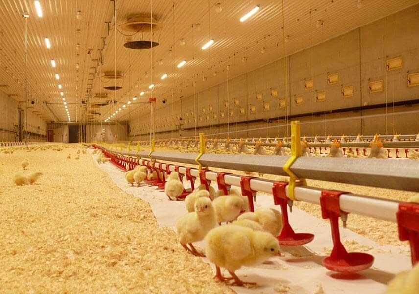 The production of meat and eggs does not meet the needs of domestic consumption