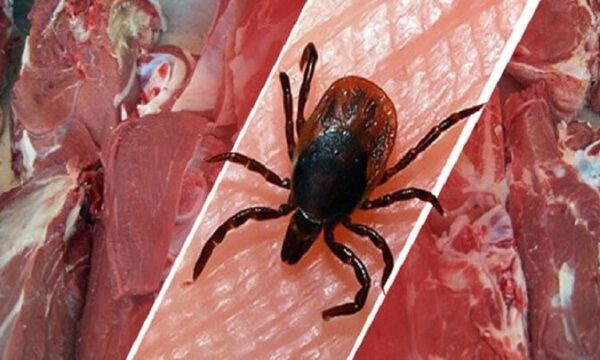 نگرانی سازمان ملل از افزایش موارد مثبت بیماری تب کنگو در افغانستان