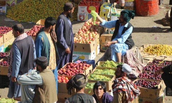 رونق باغداری درهرات زیر سایه ای نبود بازار