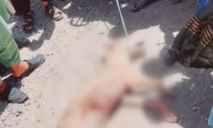 ۱۹ زخمی در پی حمله جانور درنده در سمنگان
