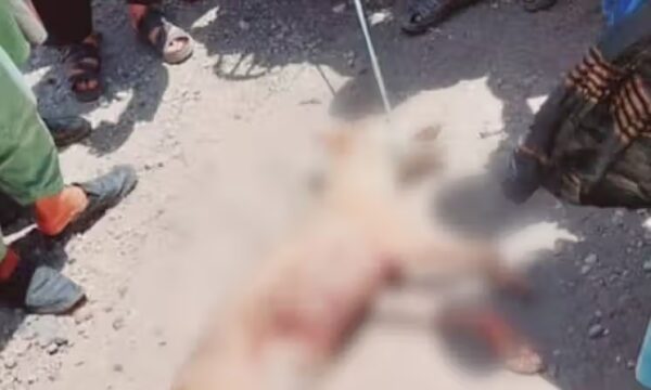 ۱۹ زخمی در پی حمله جانور درنده در سمنگان ۱۹ زخمی در پی حمله جانور درنده در سمنگان