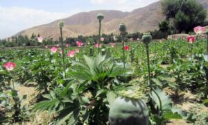 نسخه یوناما برای بدخشان؛ معیشت بدیل به جای کوکنار