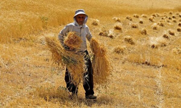 قزاقستان از «۴ برابر» شدن صادرات غله به افغانستان خبر داد