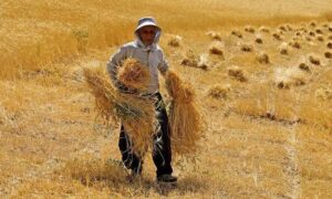 ملل متحد: نوآوری‌های کشاورزی به کشاورزان افغانستان کمک کرده است
